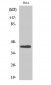 Actin β Polyclonal Antibody